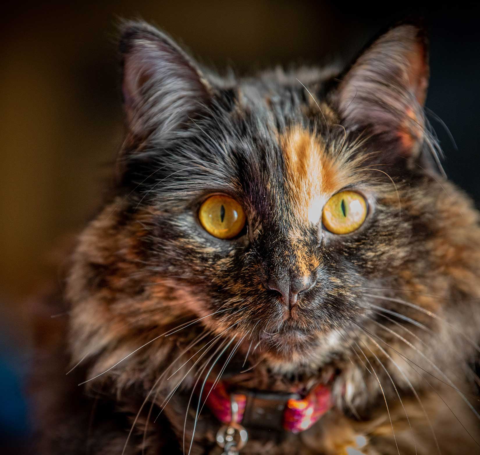 A professional portrait of an orange and black cat with orange eyes